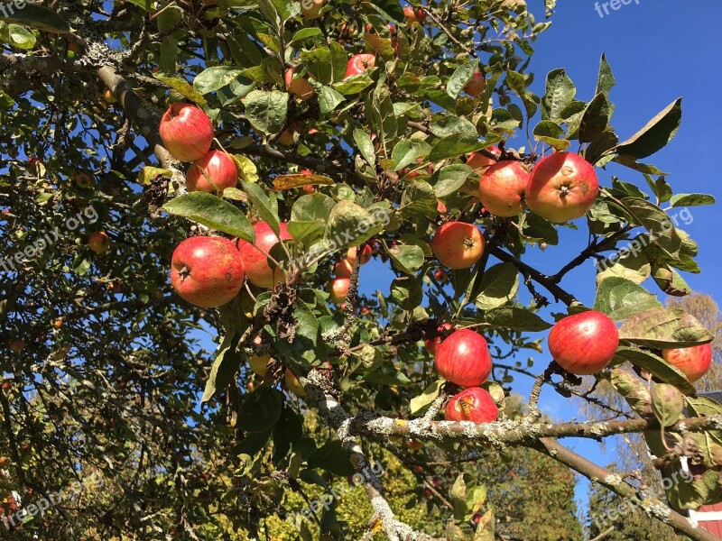 Apple Apple Tree Autumn Fruits Fruit