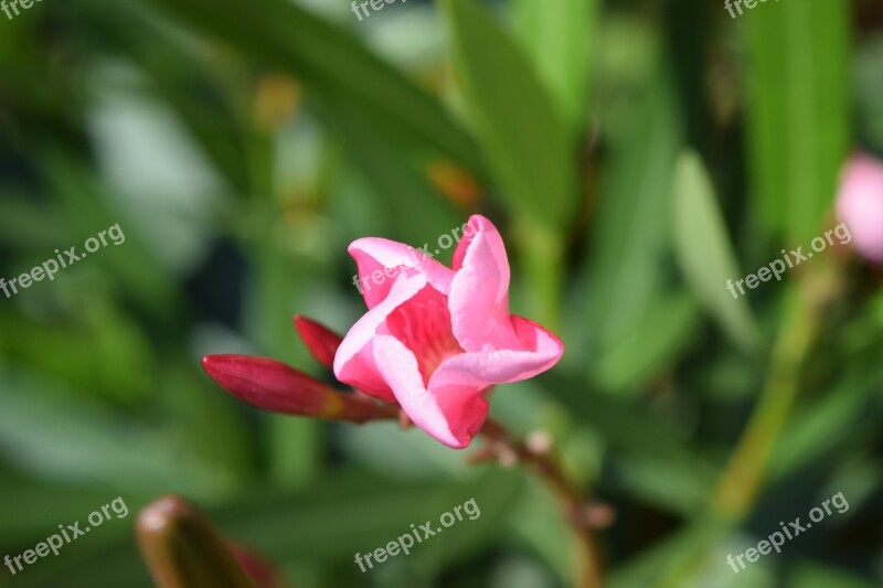 Oleander Flower Blossom Bloom Garden