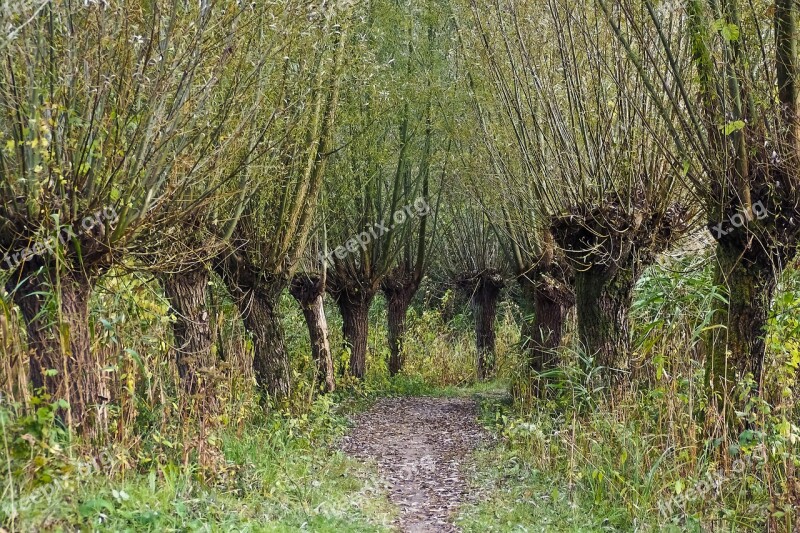 Trees Graze Nature Weeping Willow Branches