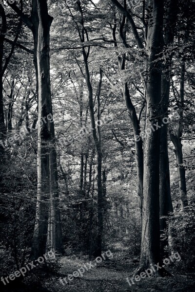 Forest Trees Nature Landscape Strains