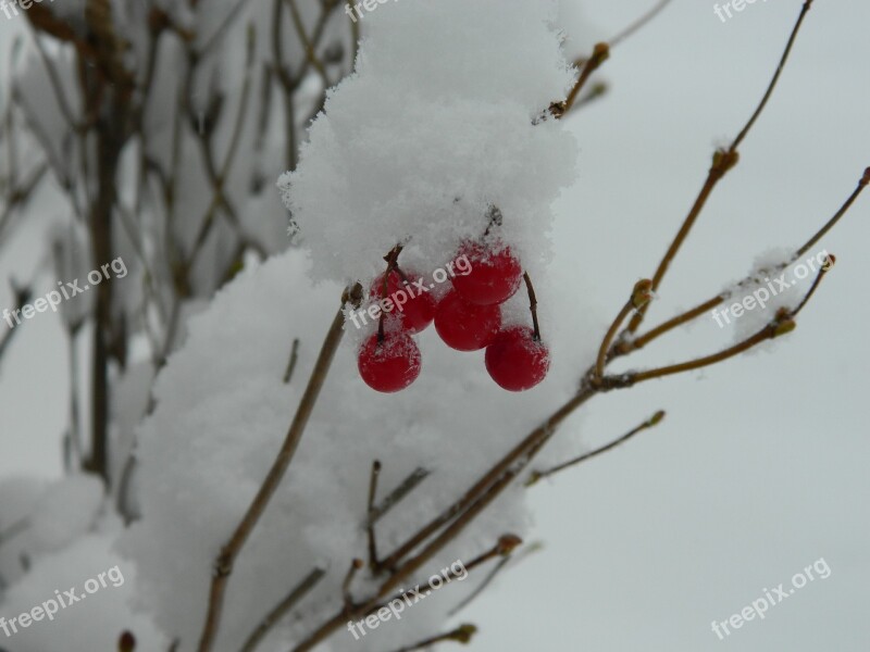 Winter Snow Red Berries Free Photos