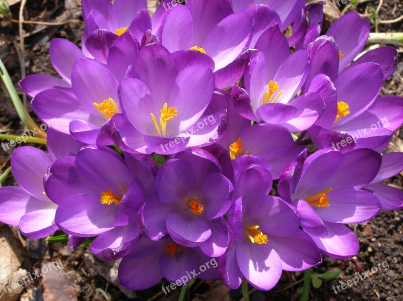 Purple Flower Crocus Free Photos