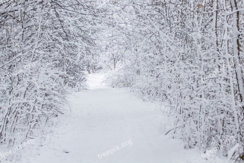 Winter Saxony Nature Snow Landscapes