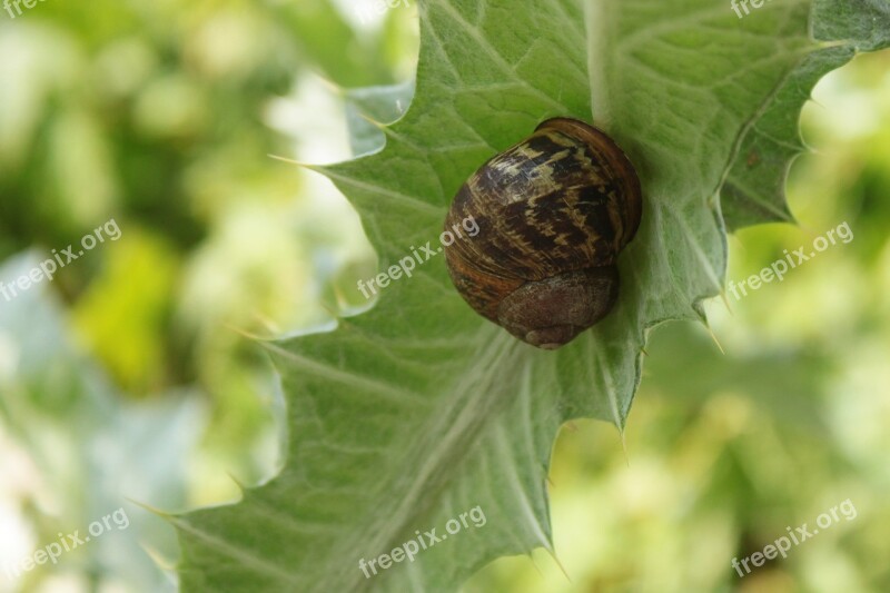 Slug Garden Snail Climbing Plants Seedlings