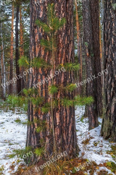 Pine Autumn Snow Trees Nature