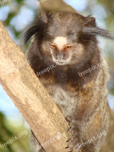 Animal Monkey Marmoset Farm Animals