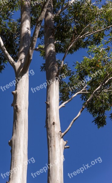 Trees Rain Forest Forest Australia Queensland