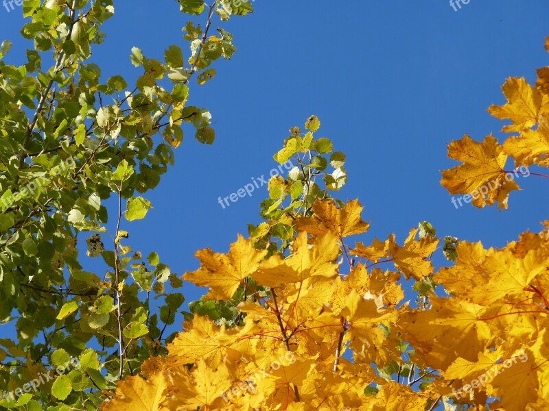 Tree Birch Maple Yellow Green