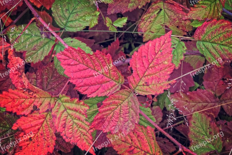 Autumn Colorful Leaves Fall Color Leaves Fall Foliage