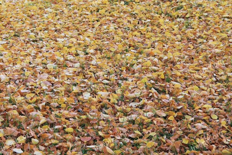 Leaves Fall Foliage Colorful Leaves Fall Color Autumn