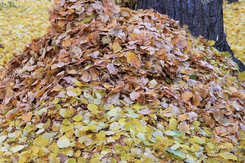 Leaves Fall Foliage Colorful Leaves Fall Color Autumn