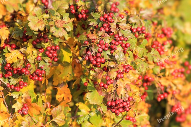 Berry Red Berries Hawthorn Leaves Fall Color