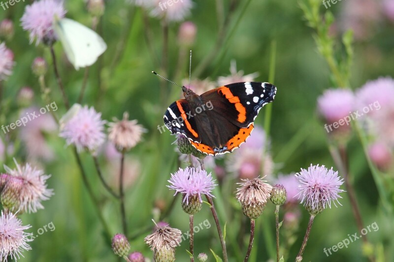 Flowers Thistle Flowers Insect Butterfly Free Photos