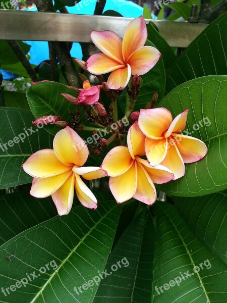 Plumeria Flower Hotel Free Photos