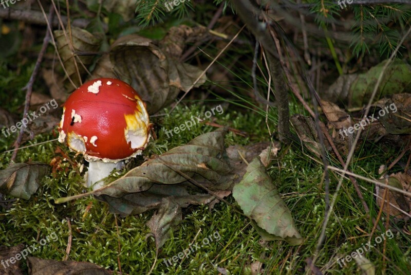 Amanita Muscaria Fungus Macro Toxic Forest