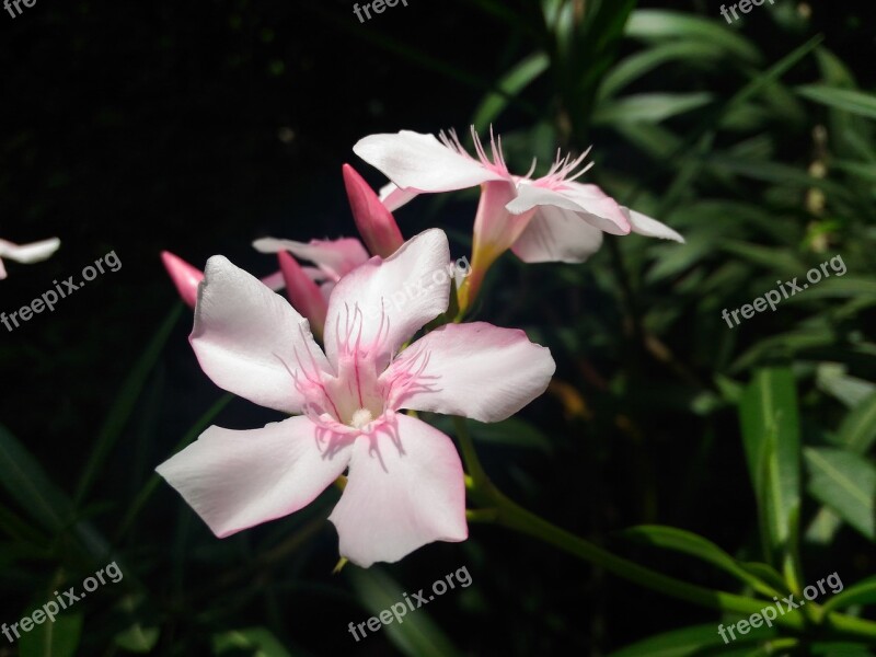 Oleander Flower Nature Pink Fresh