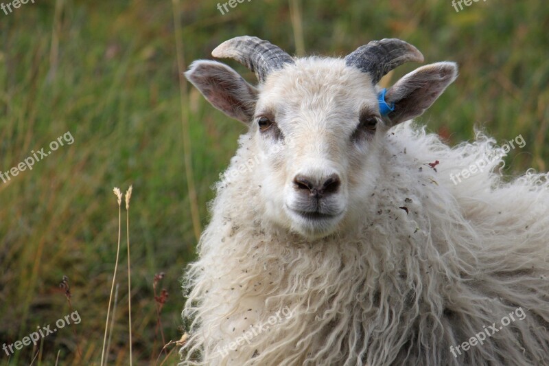 May Grass Horn Grazing Lamb