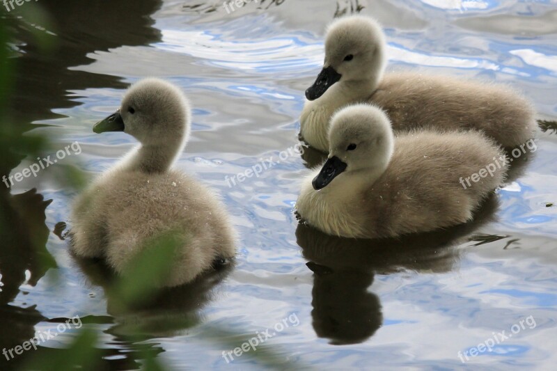 Swan Babies Chicks Swimming Birds