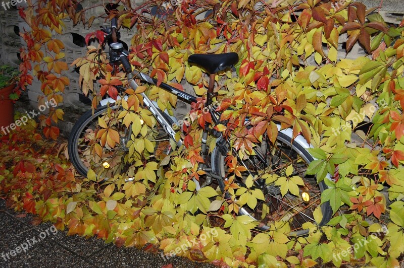 Bike Autumn Leaves Hidden Fall Foliage