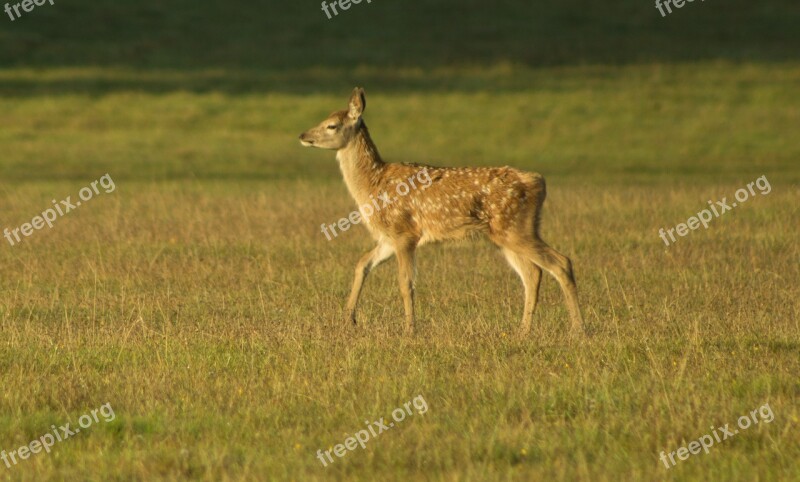 Fawn Bambi Cute Nature Wild