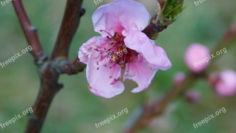 Spring Bloom Nature Blooming Springtime