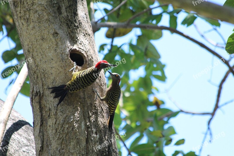 Woodpecker Hispaniolan Woodpecker Melanerpes Striatus Birds Fauna