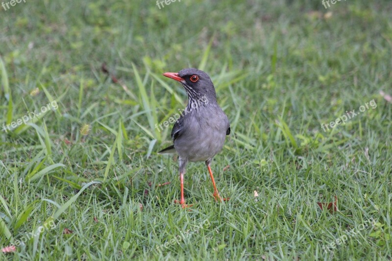 Red-legged Thrush Turdus Plumbeus Ardosiaceus Bird Feathered Race Animals