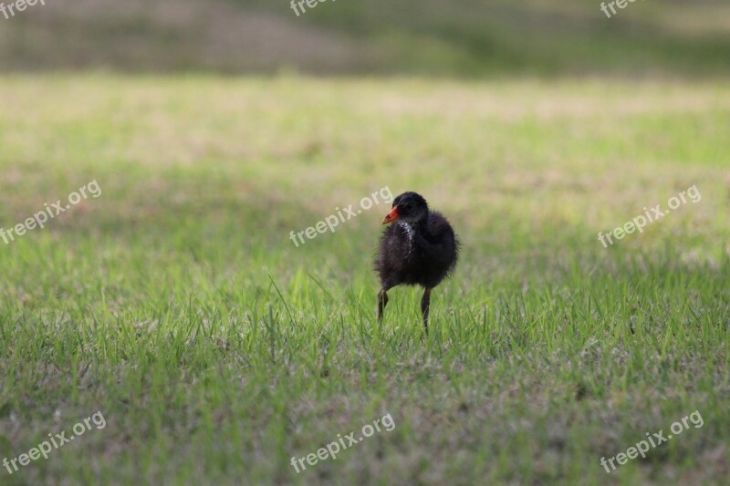 Chick Common Moorhen Bird Gallinula Chloropus Green Background