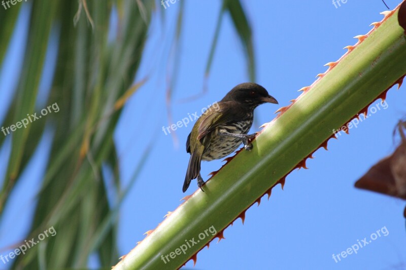 Palmchat Dulus Dominicus Bird Palm Branches Barb