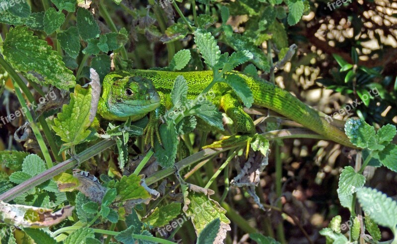 Green Lizard Reptile Green Lizard Fauna