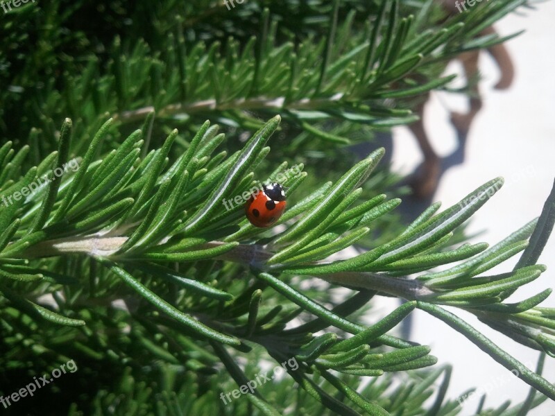 Ladybug Insect Nature Lady-beetle Bug