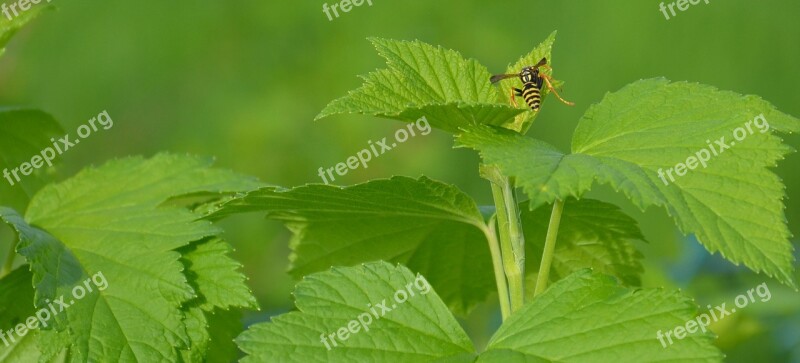 Wasp Summer Green Insect Close Up