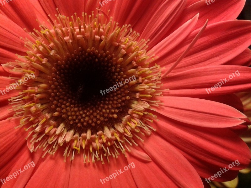 Gerbera Pink Summer Flowers Flower