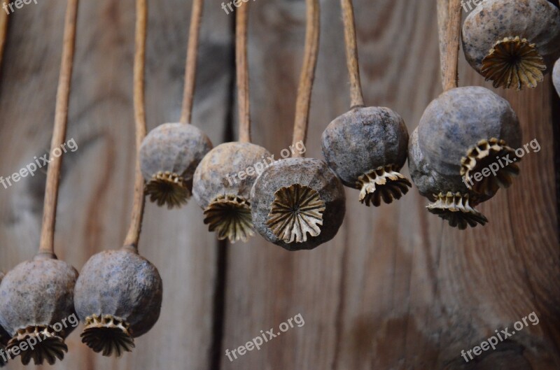 Poppies Dried Agriculture Harvest Barn