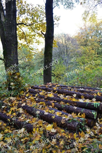 Autumn Leaves Autumn Forest Forest Forest Floor