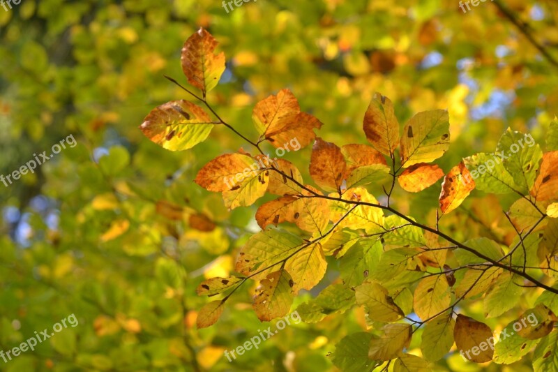 Beech Forest Autumn Tree Nature