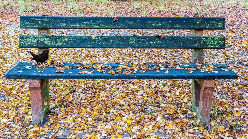 Autumn Leaves Bank Blackbird Nature