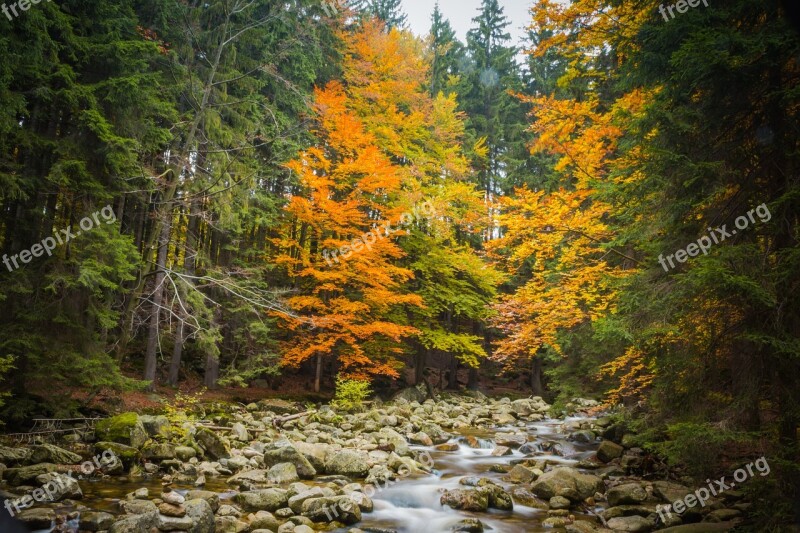 Autumn Trees Leaves Nature River