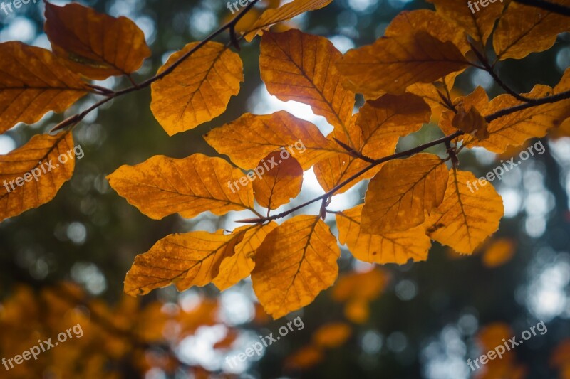 Foliage Autumn Orange Nature Golden Autumn