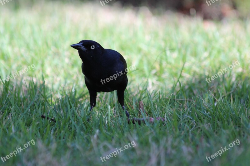 Antillean Grakl Quiscalus Niger Black Bird Bird Green Background