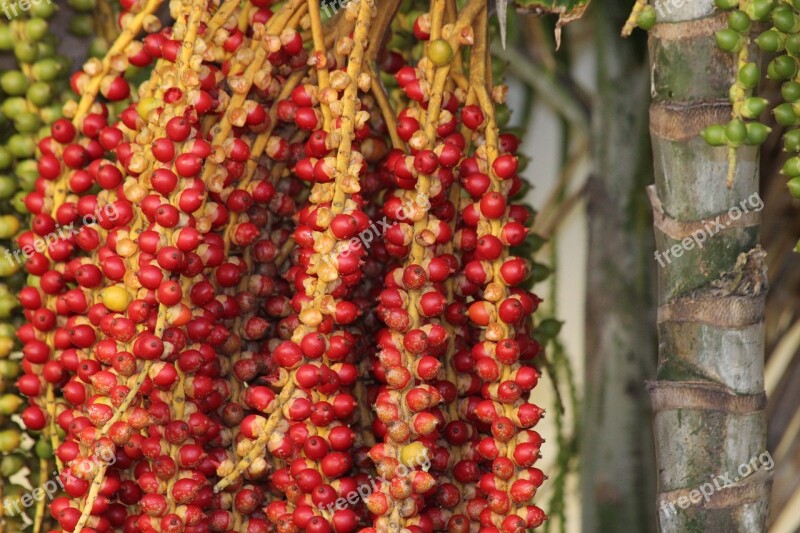 Christmas Palm Tree Adonidija Merrill Adonidia Merrillii Palma Fruit