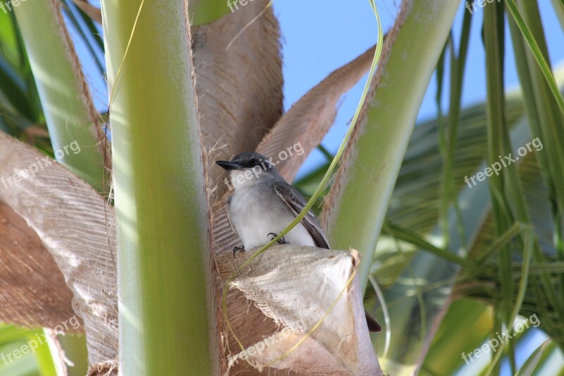 Grey Tyrant Bird Tyrannus Dominicensis Palma Feathered Race