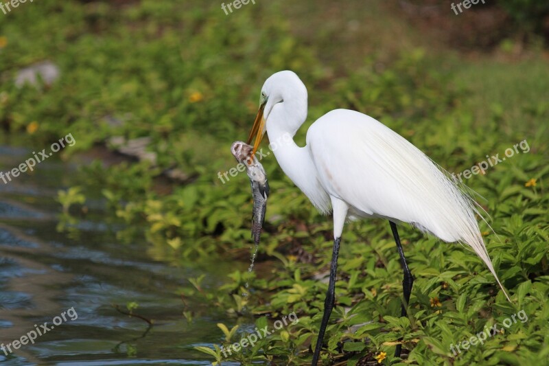 Great White Egret Ardea Alba Egret Heron Wading Birds