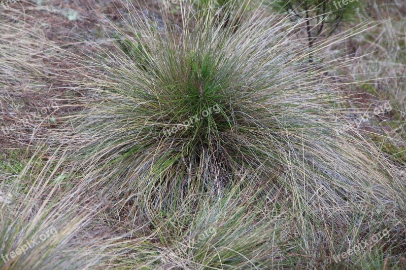 Grass Hubble Autumn Dry Grass Nature