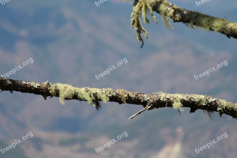 Lichen Moss The Branch Of A Tree Tree Gray Background