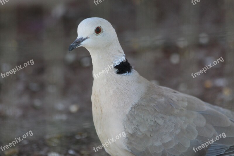 Laughing Turtle Streptopelia Roseogrisea Turtle Dove Bird Animals