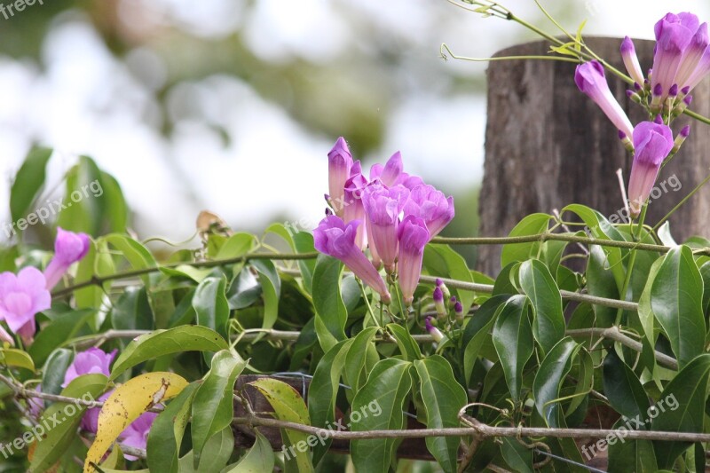 Climbing Plant Purple Color Flowers Lilac Nature