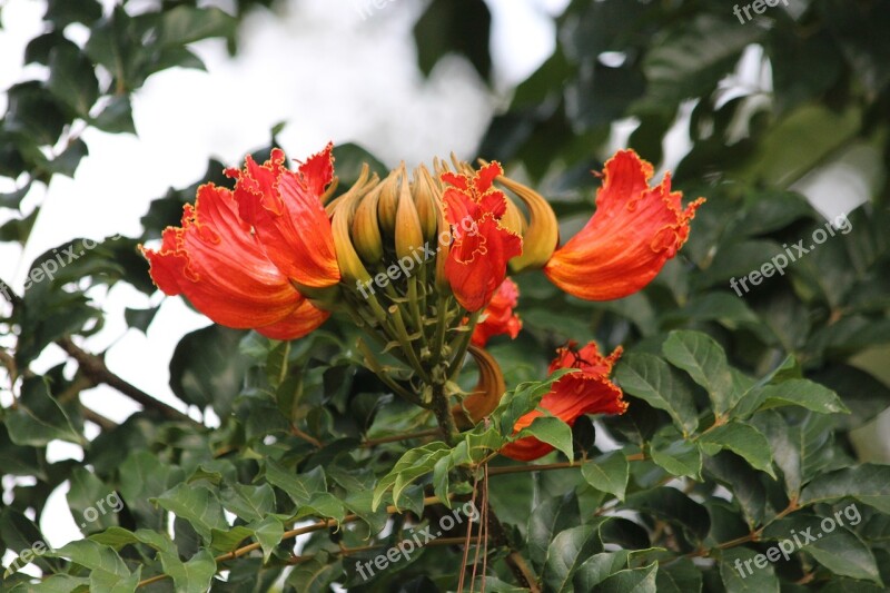 Spathodea Spathodea Campanulata Spatodeja Nut Produced Tree Scarlet Flowers