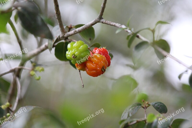 Surinam Cherry Eugenia Uniflora Fruit Green Orange