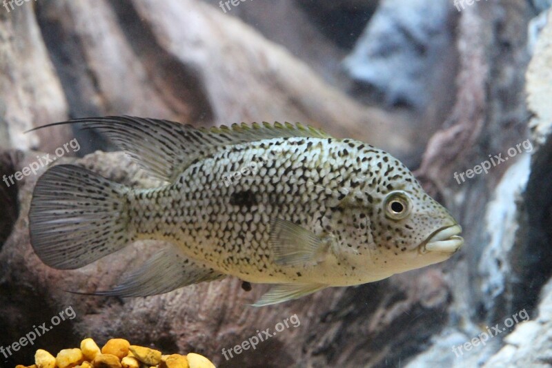 Parrot Diamond Fish Herichthys Carpintis Cichlid Aquariums